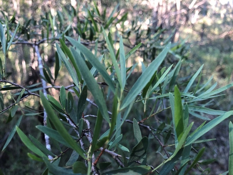 Denhamia cunninghamii photo 2