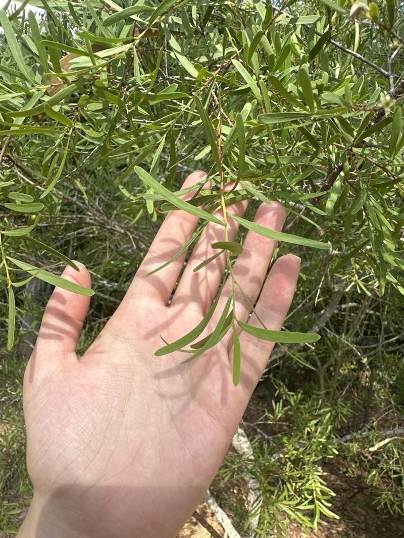 Denhamia cunninghamii photo 3