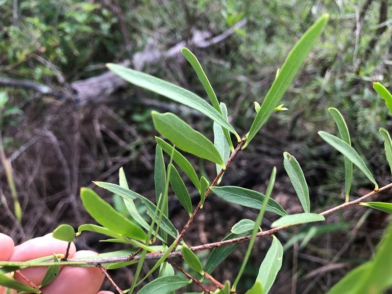 Denhamia cunninghamii photo 4