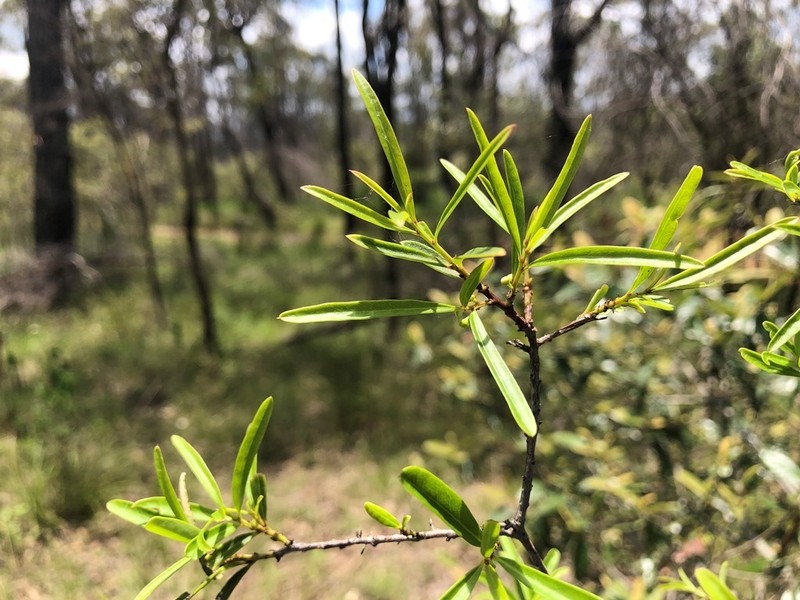 Denhamia cunninghamii photo 7