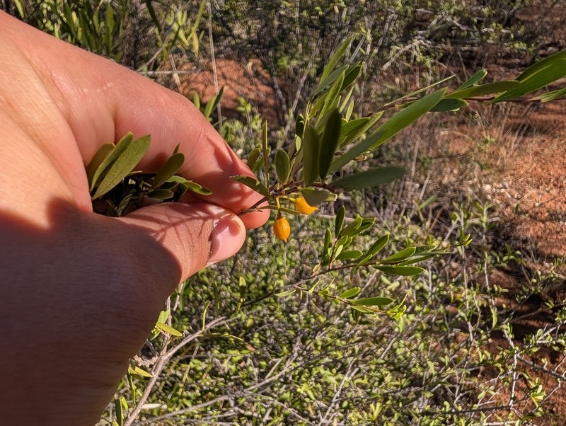 Denhamia cunninghamii photo 8