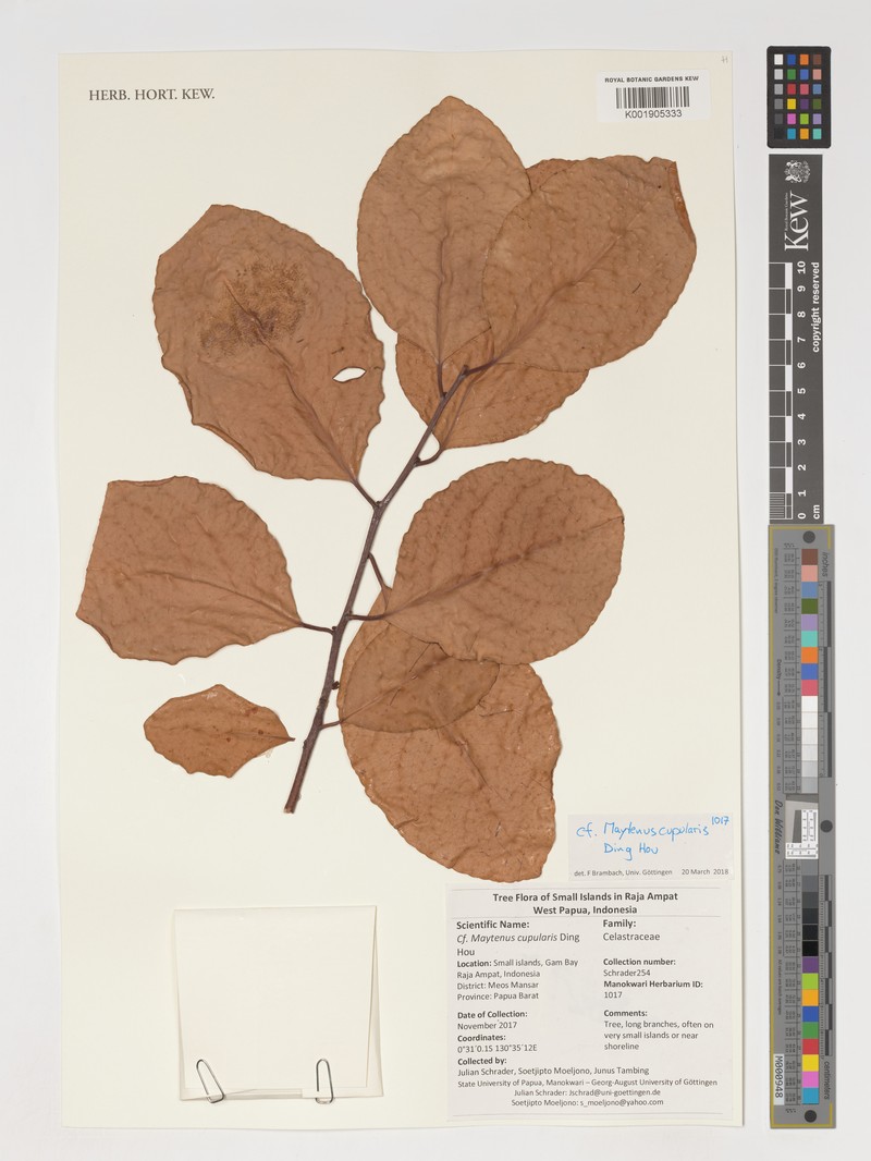 Denhamia cupularis