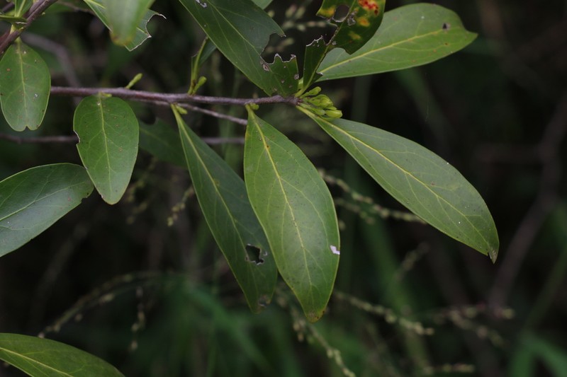 Denhamia disperma