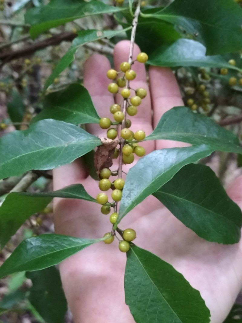 Denhamia fasciculiflora