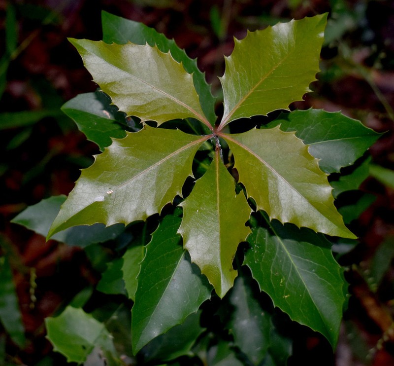 Denhamia fasciculiflora photo 2