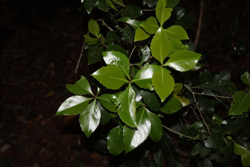 Denhamia fasciculiflora photo 3