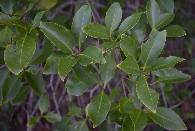Denhamia fasciculiflora photo 4