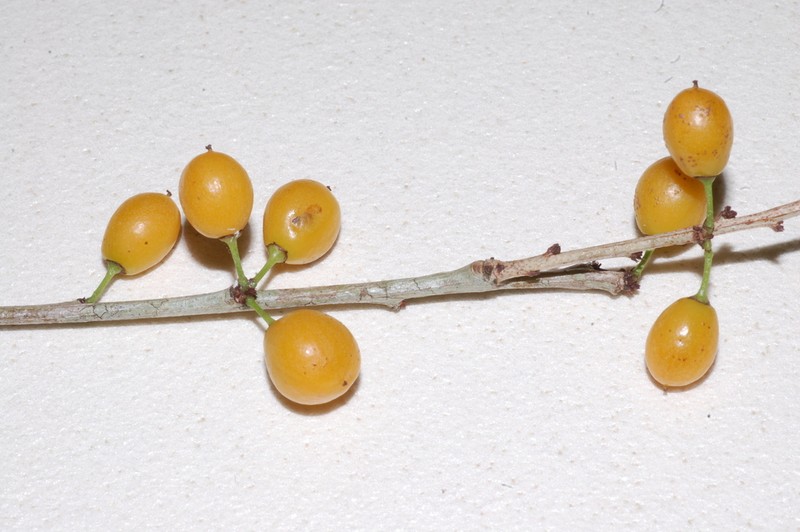 Denhamia fasciculiflora photo 5