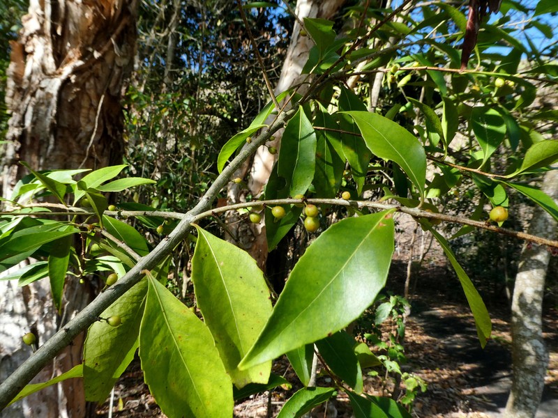 Denhamia fasciculiflora photo 6