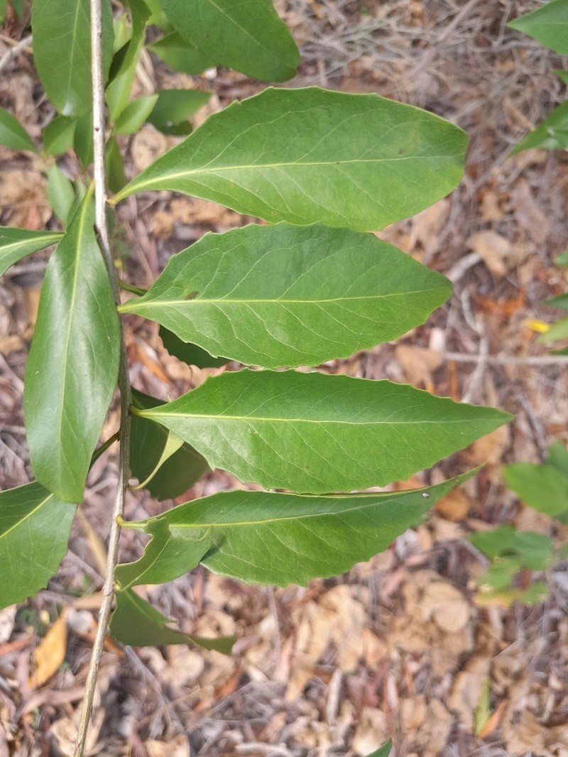 Denhamia fasciculiflora photo 7