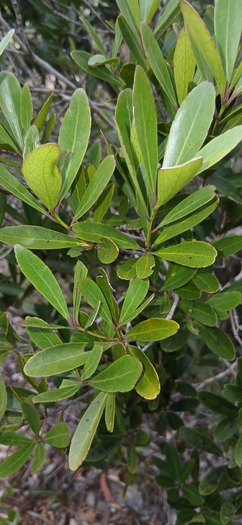 Denhamia fournieri