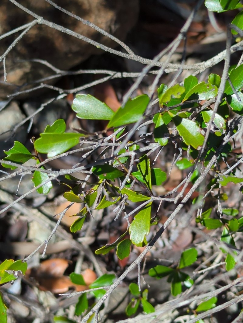 Denhamia fournieri photo 2