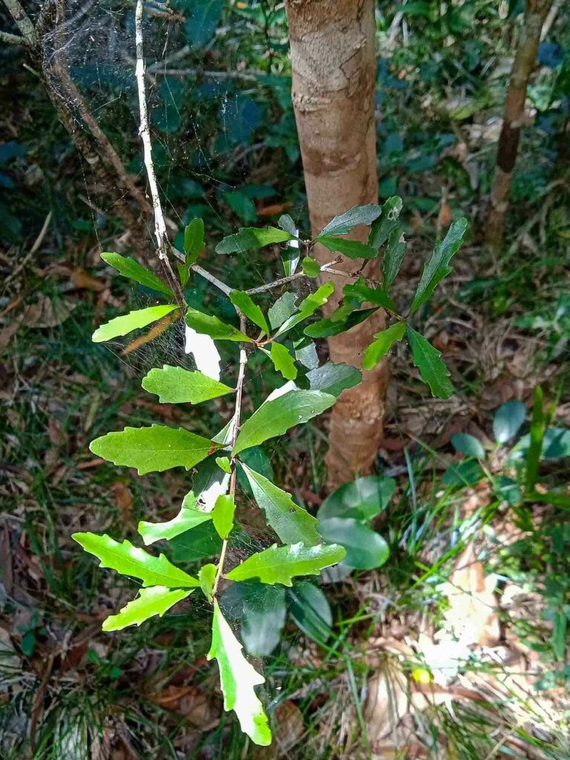 Denhamia fournieri photo 4