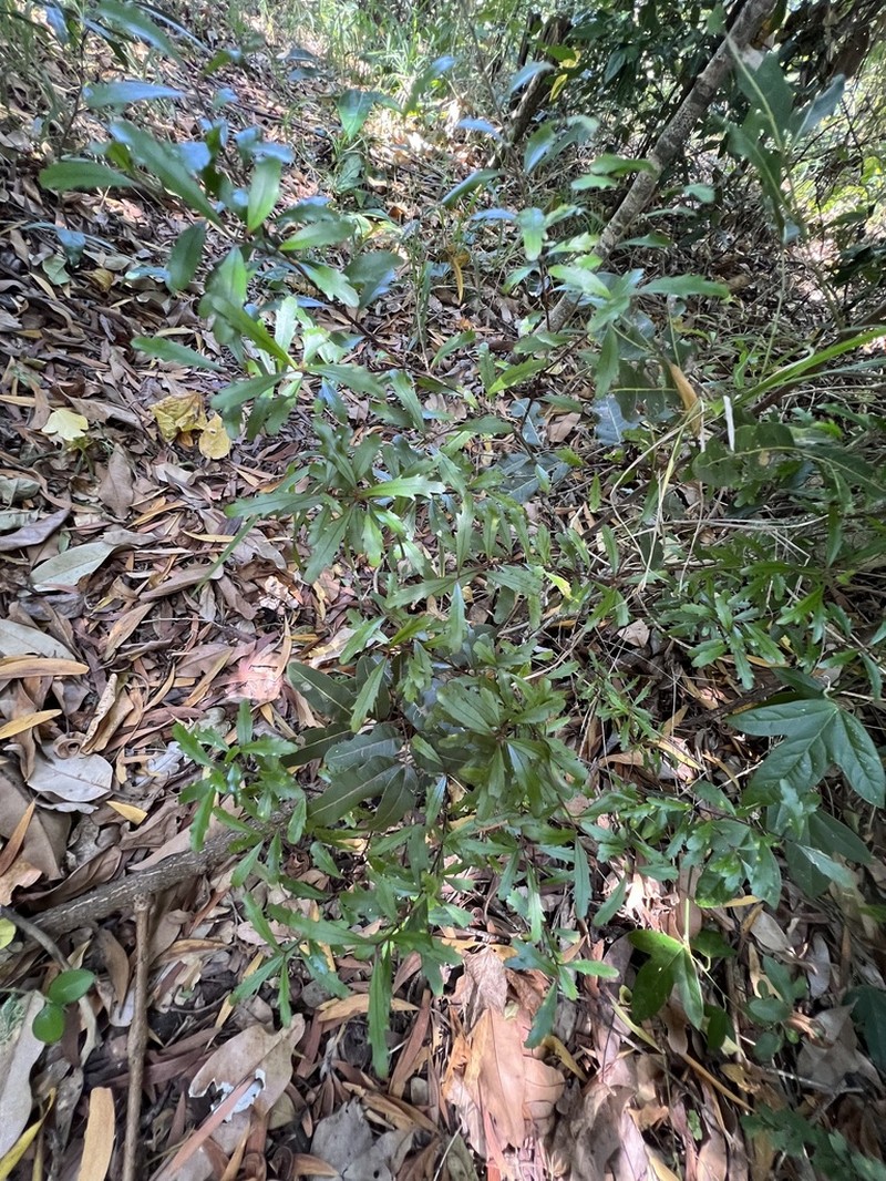 Denhamia fournieri photo 5