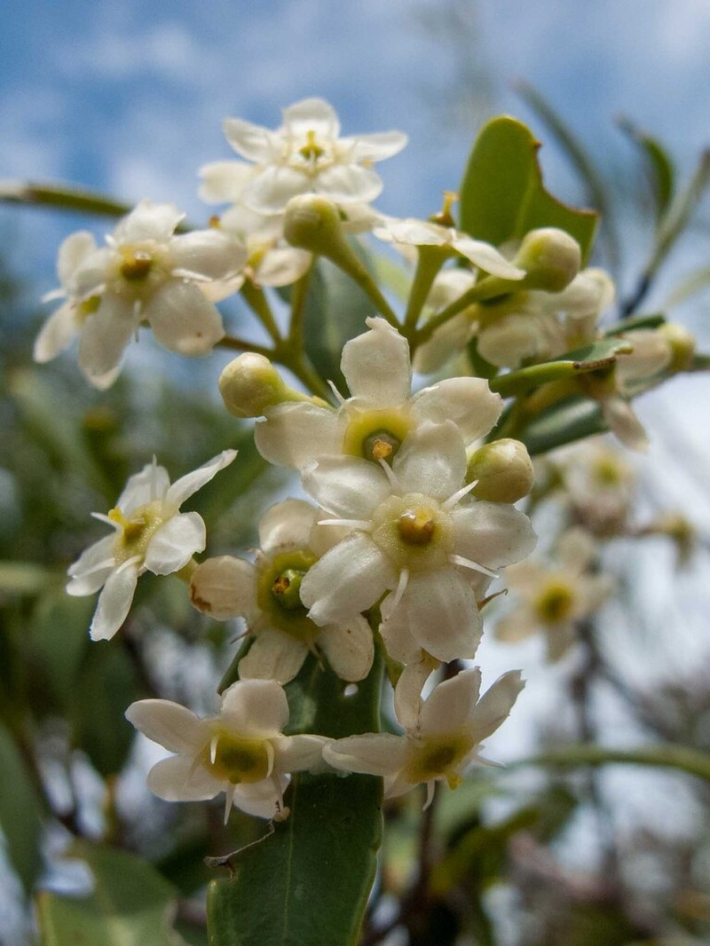 Denhamia fournieri photo 6