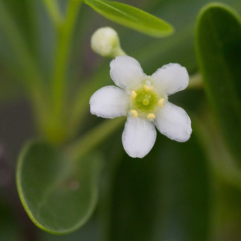 Denhamia fournieri photo 7