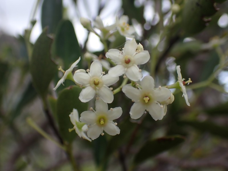 Denhamia fournieri photo 8