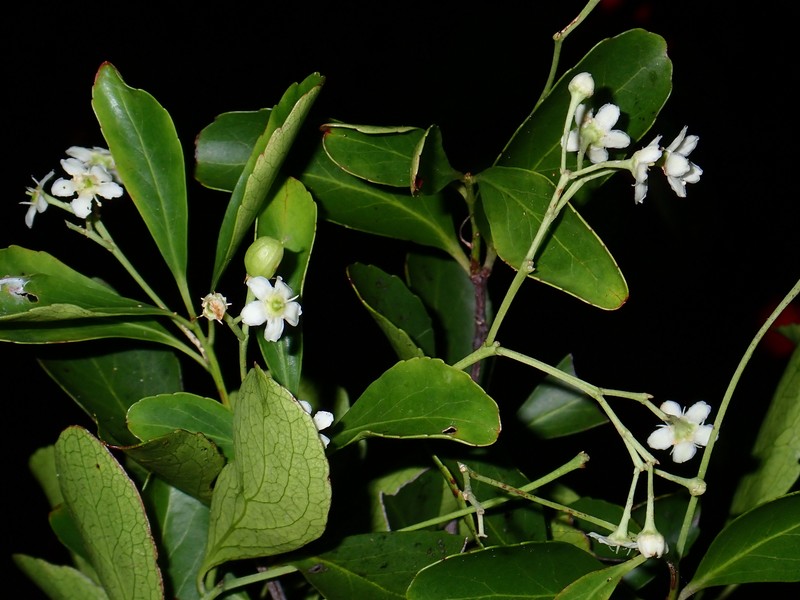 Denhamia fournieri subsp. fournieri