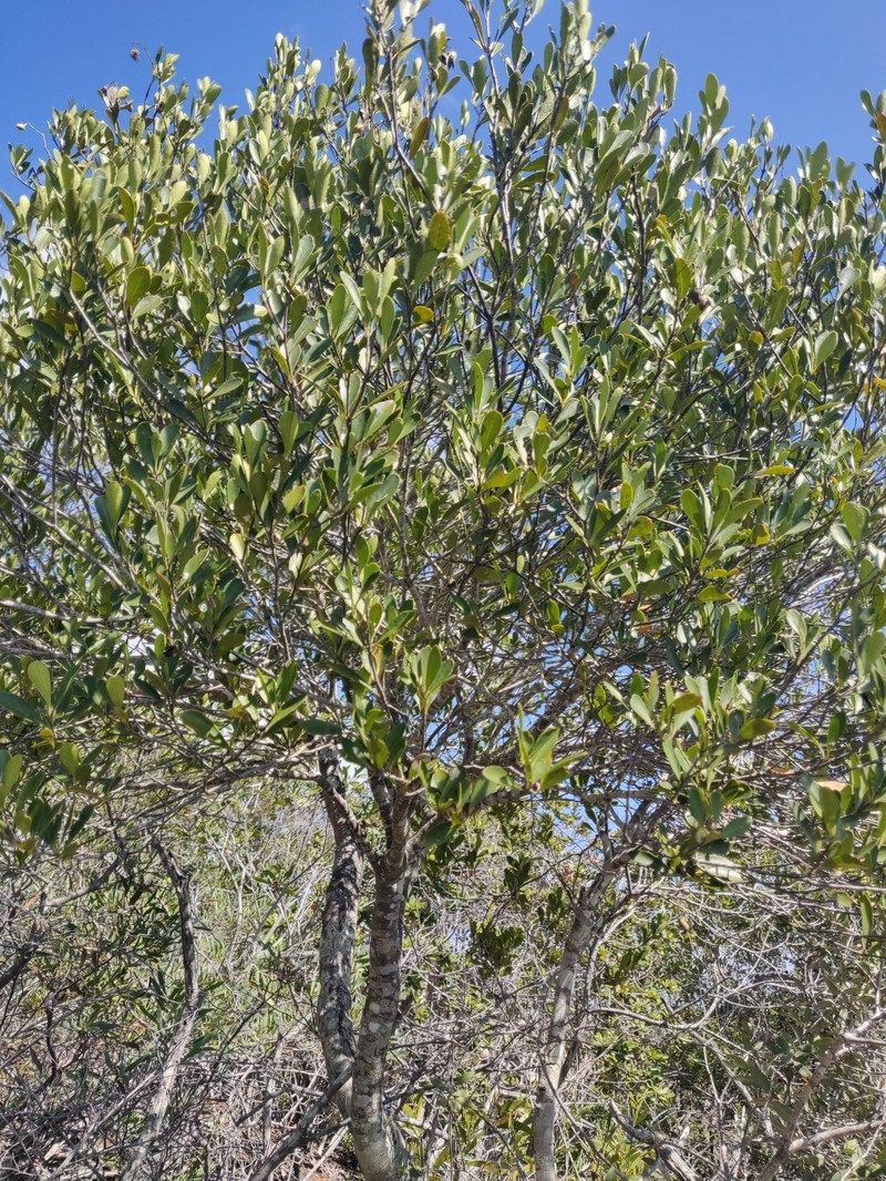 Denhamia fournieri subsp. fournieri photo 2
