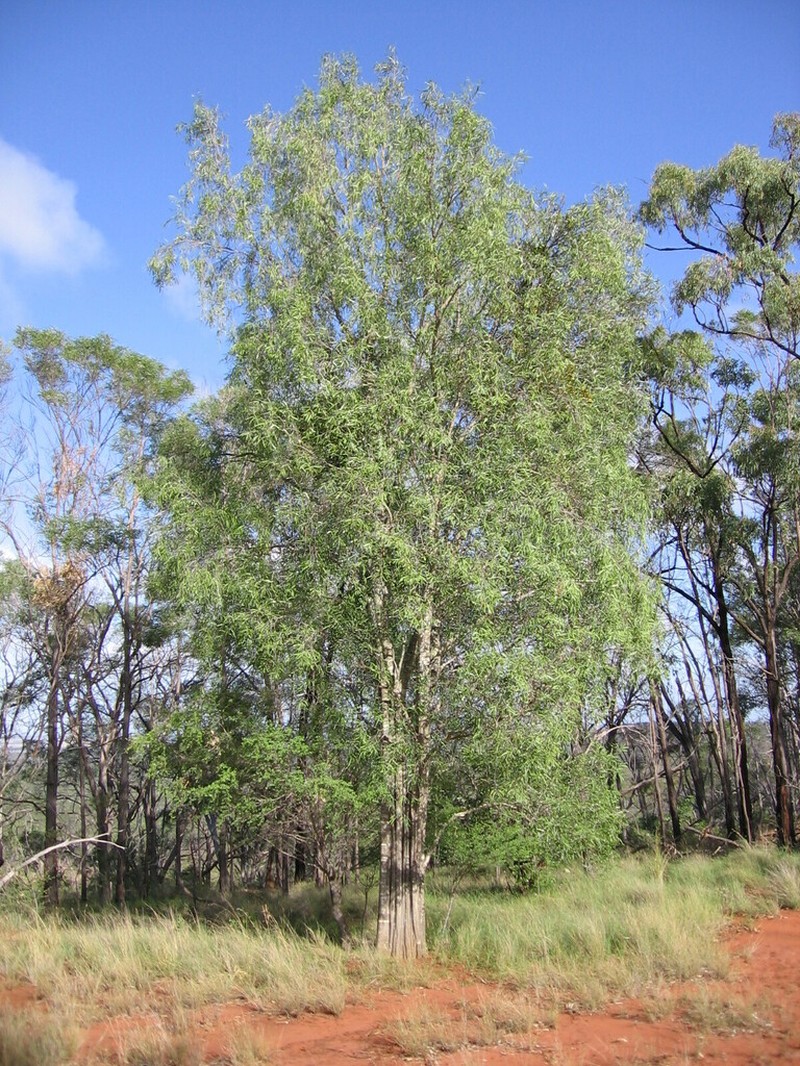 Denhamia megacarpa