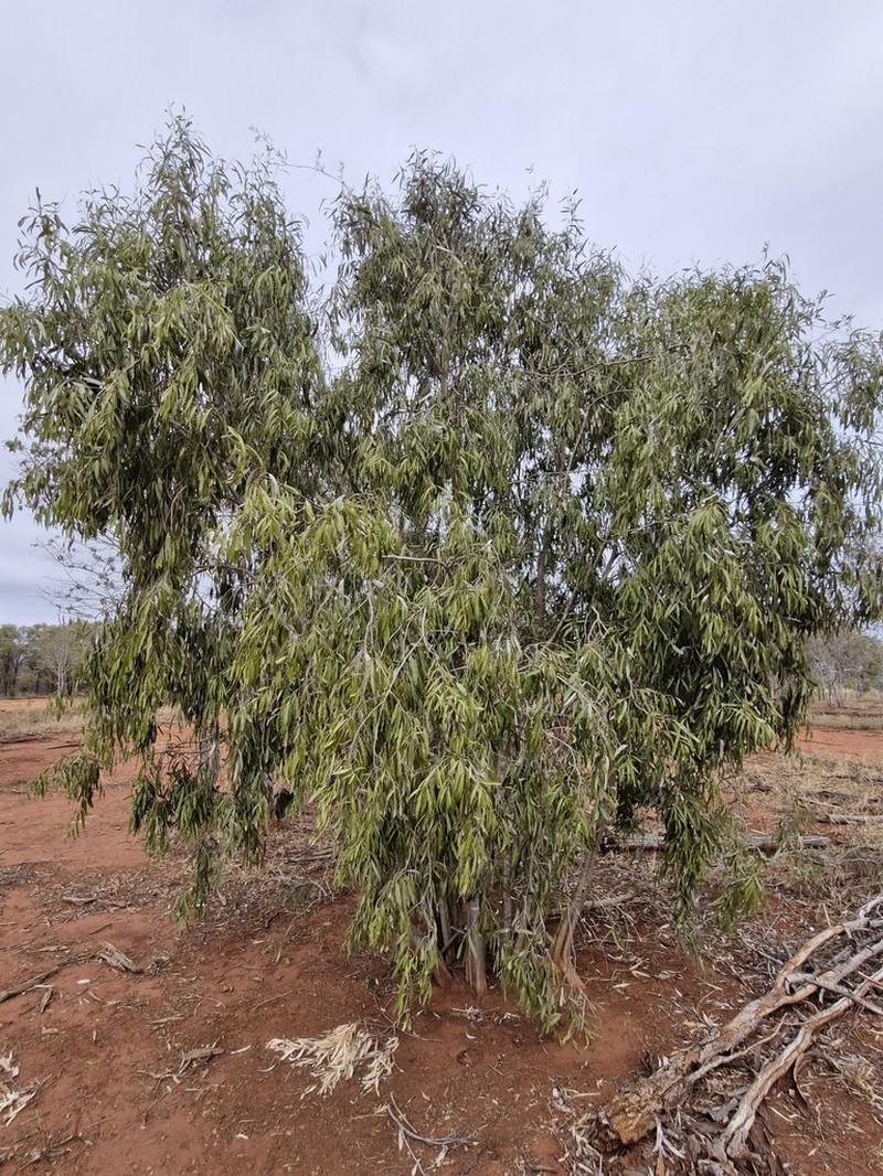 Denhamia megacarpa photo 3
