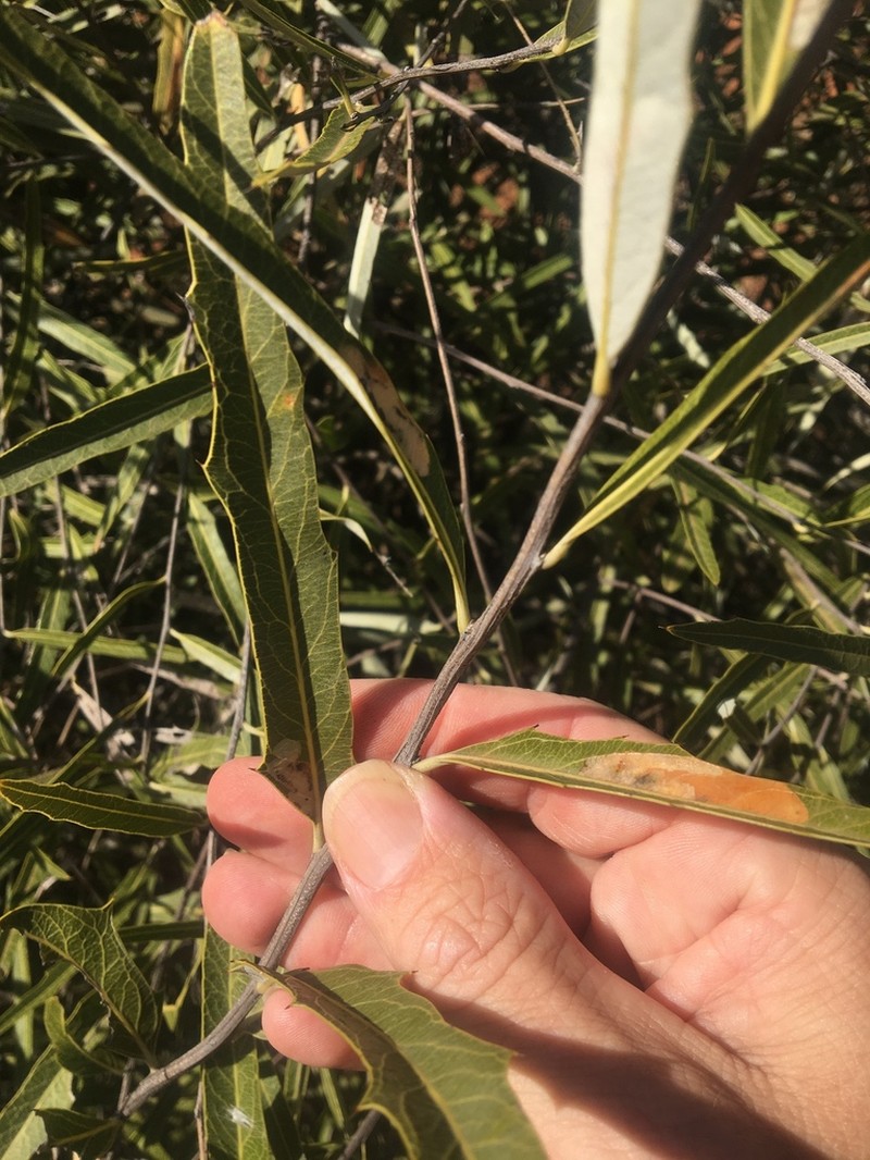 Denhamia megacarpa photo 4