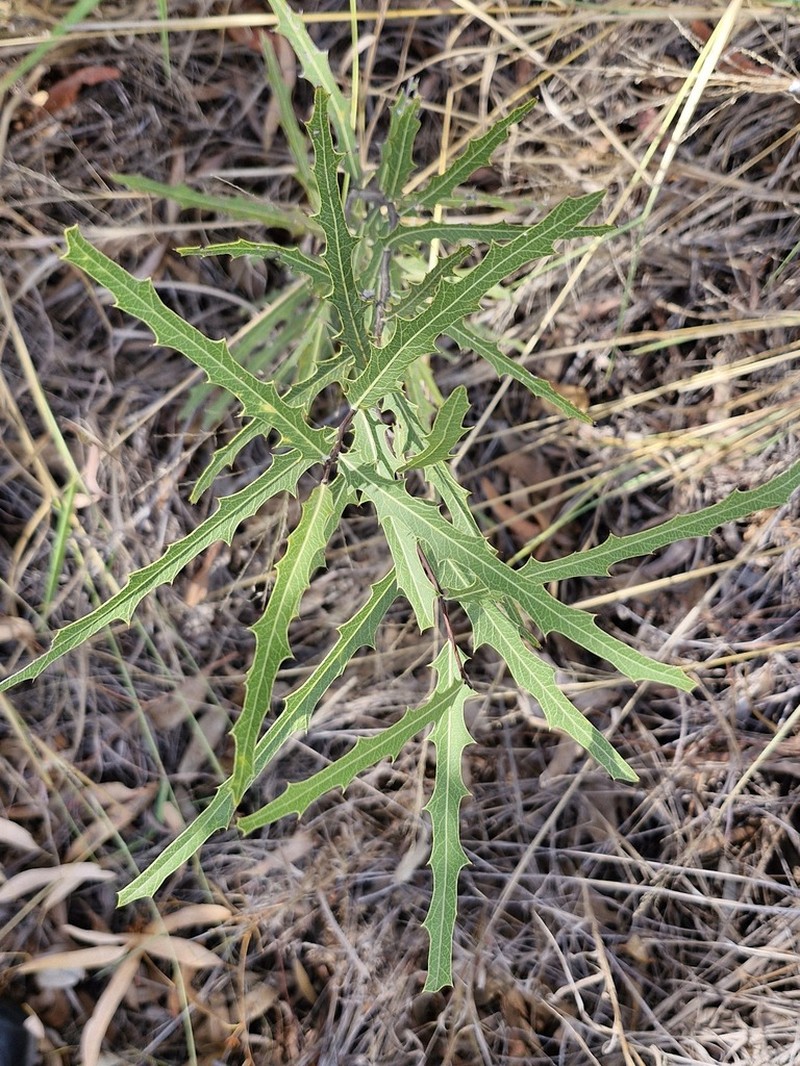 Denhamia megacarpa photo 5