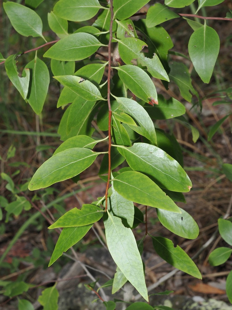 Denhamia muelleri photo 2