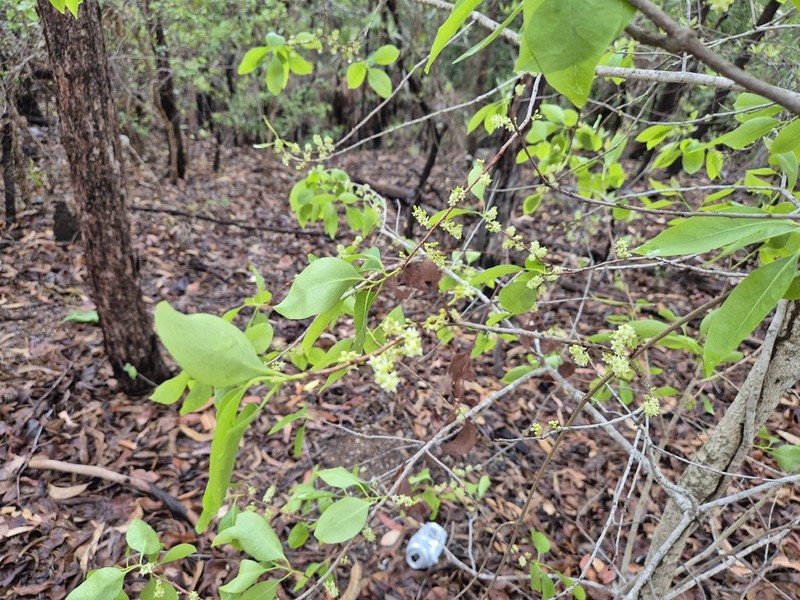 Denhamia muelleri photo 3