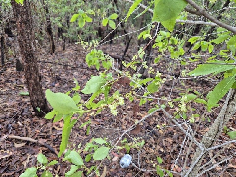 Denhamia muelleri photo 4