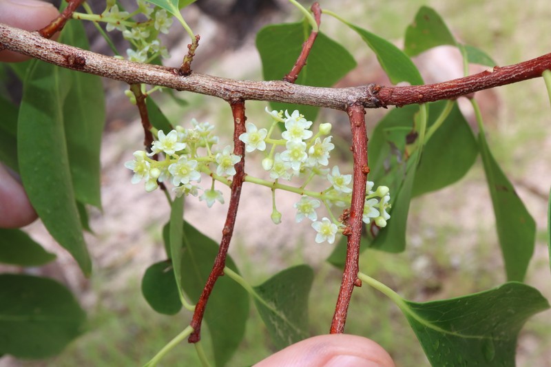 Denhamia muelleri photo 5