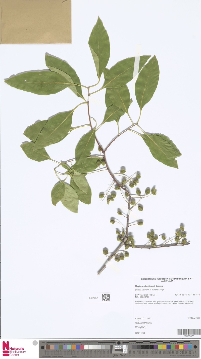 Denhamia muelleri photo 6