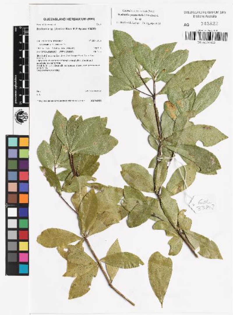 Denhamia peninsularis