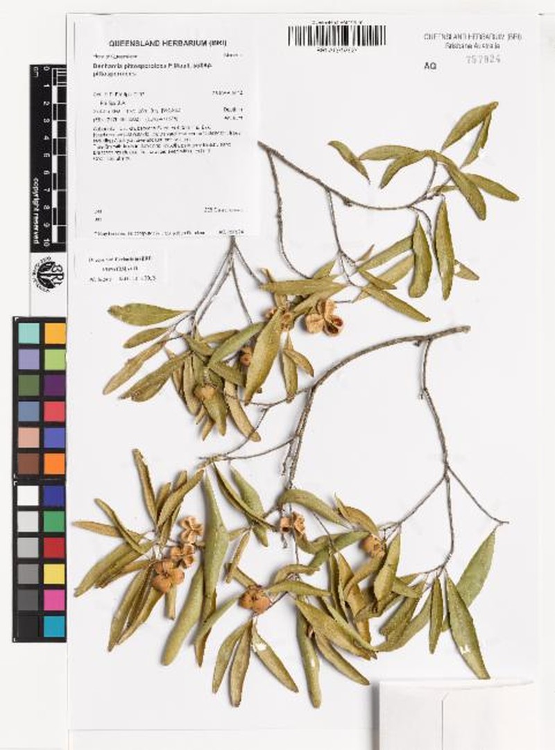 Denhamia pittosporoides subsp. pittosporoides