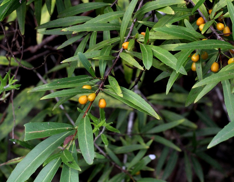 Denhamia silvestris