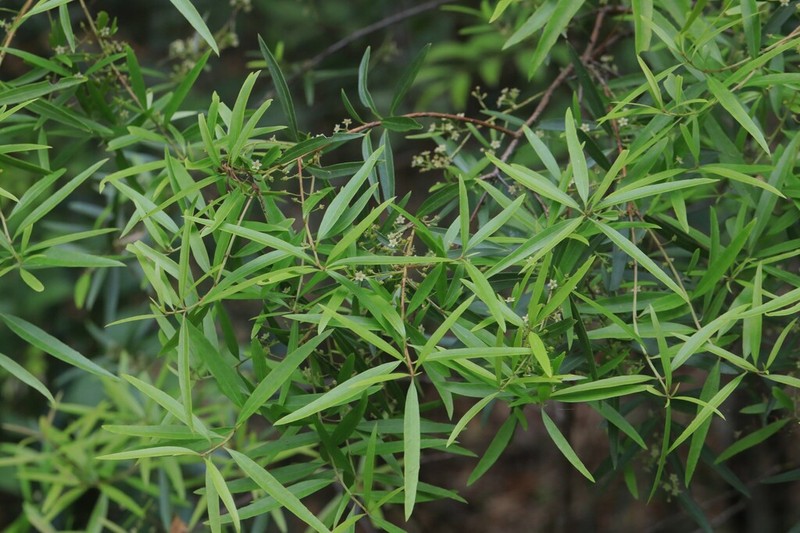 Denhamia silvestris photo 2