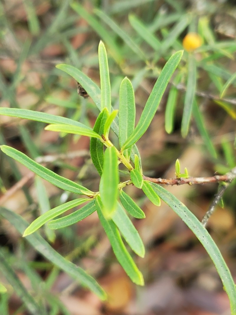 Denhamia silvestris photo 3