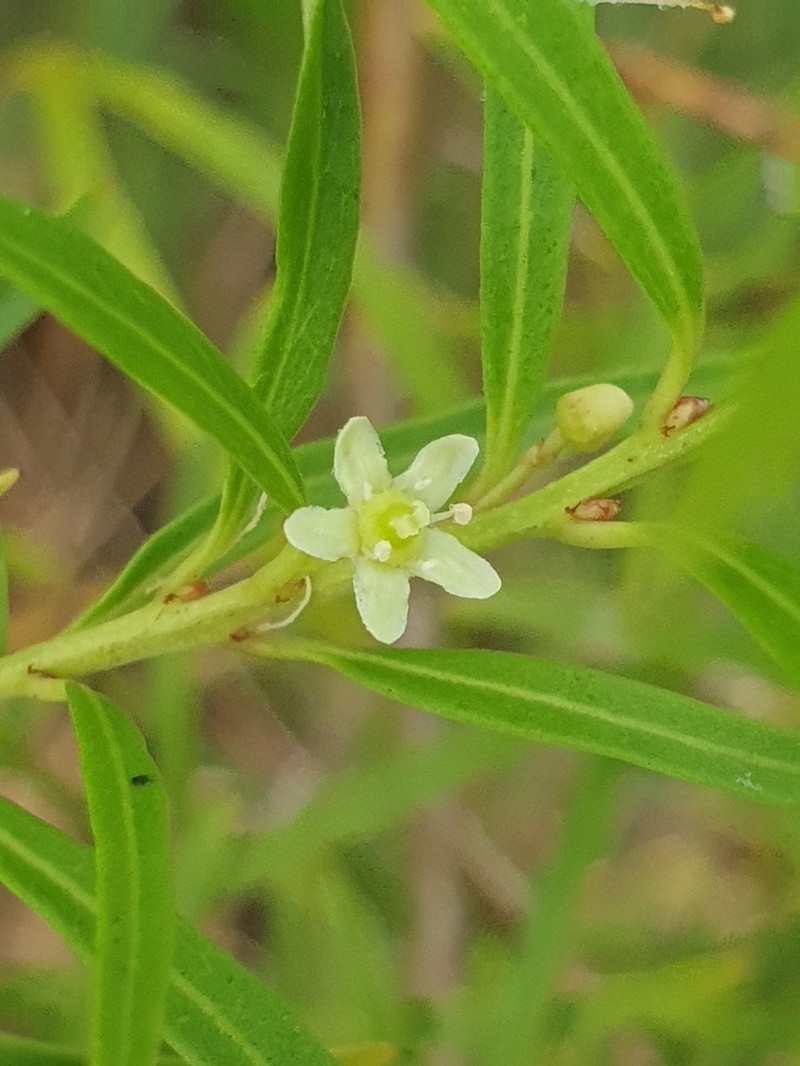 Denhamia silvestris photo 4