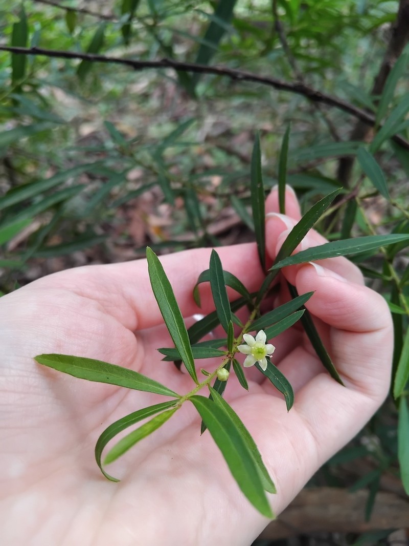 Denhamia silvestris photo 5