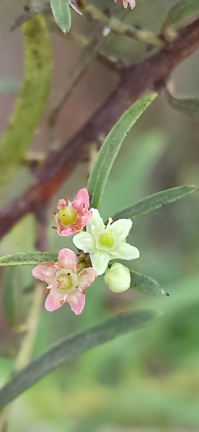 Denhamia silvestris photo 7