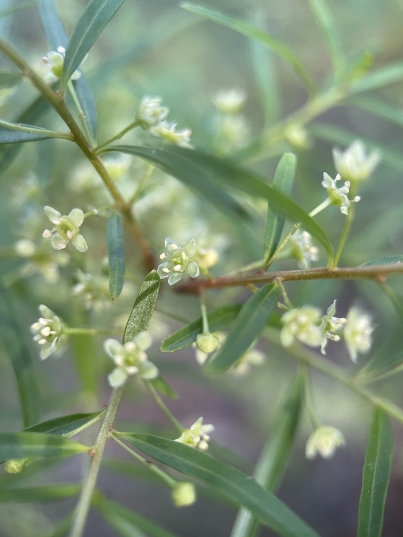 Denhamia silvestris photo 8