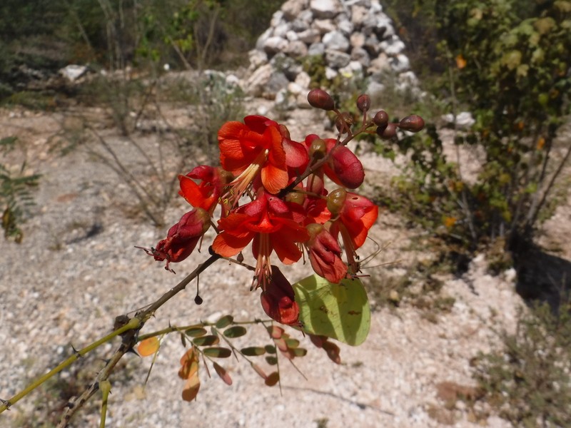 Denisophytum buchii photo 4