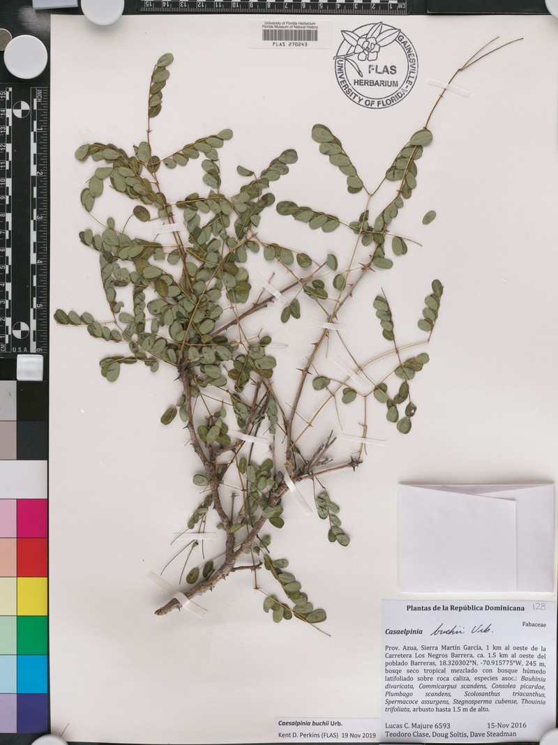 Denisophytum buchii photo 5