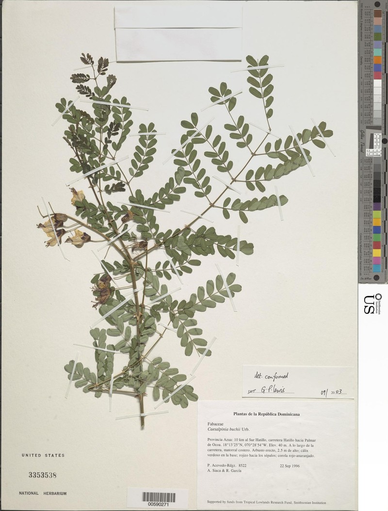 Denisophytum buchii photo 6