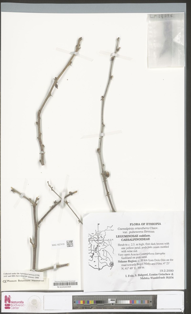 Denisophytum eriantherum