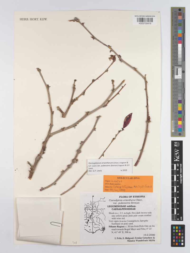 Denisophytum eriantherum photo 2