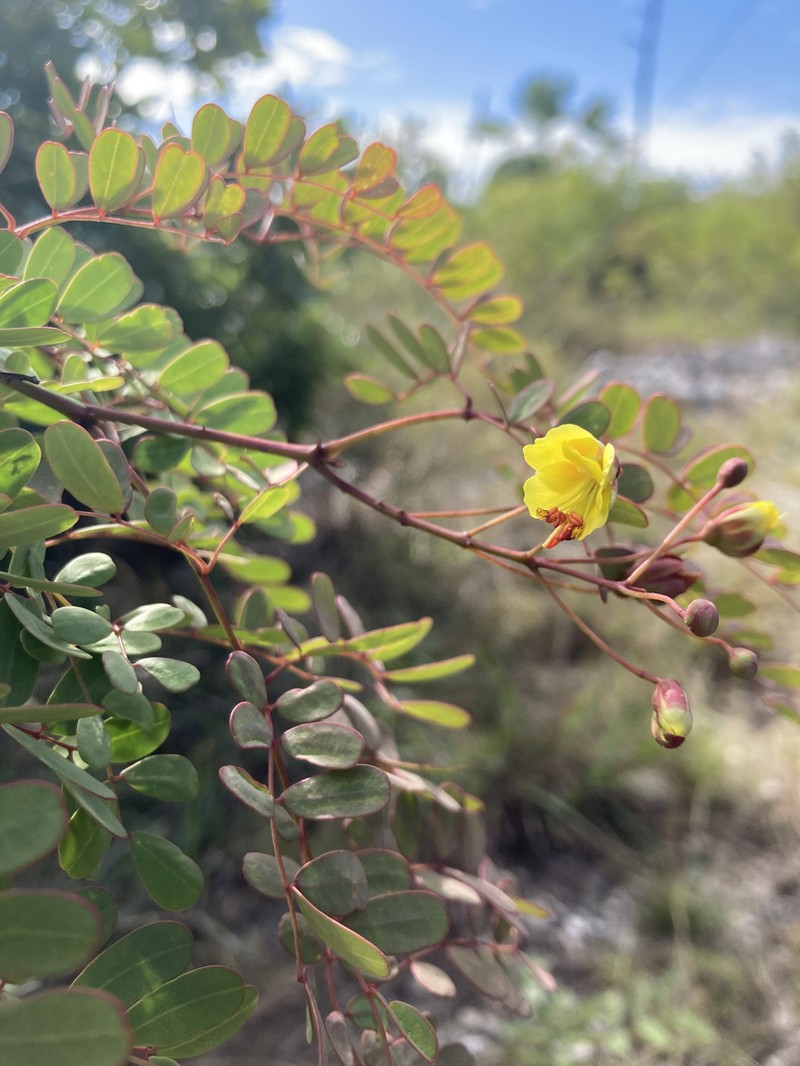 Fewflower Holdback