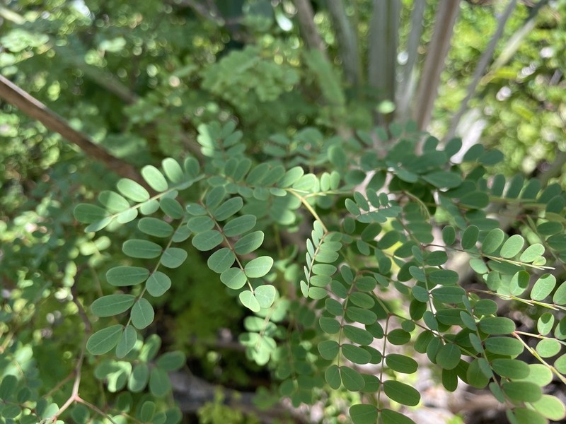 Fewflower Holdback photo 2