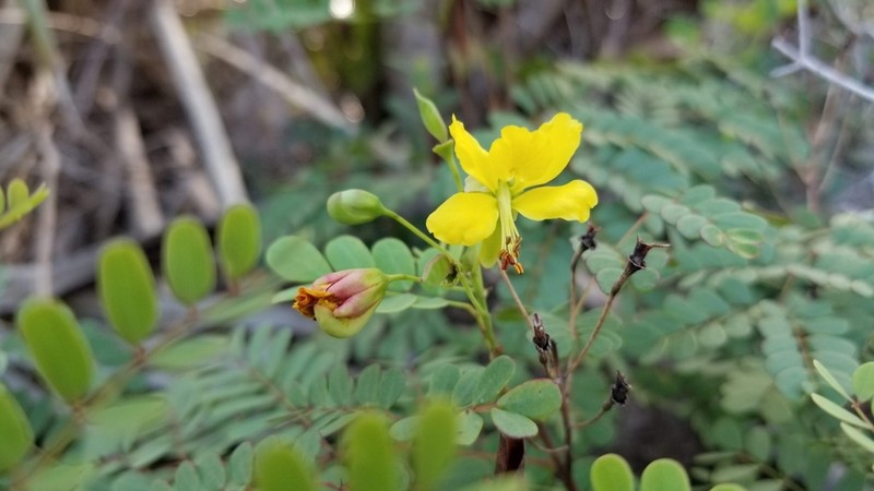 Fewflower Holdback photo 4