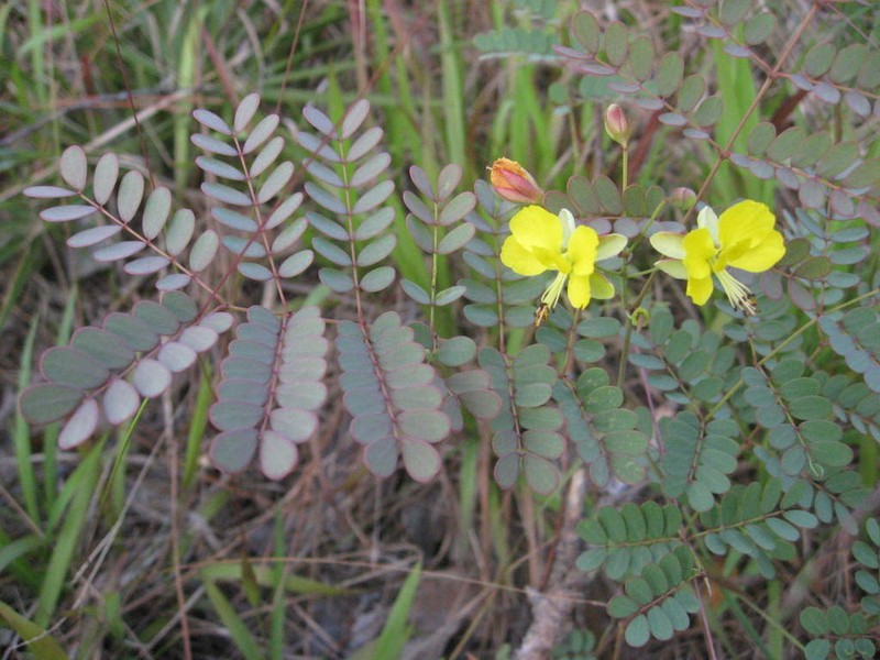 Fewflower Holdback photo 5